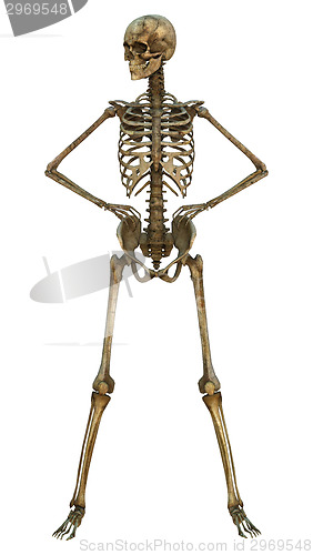 Image of Human Skeleton