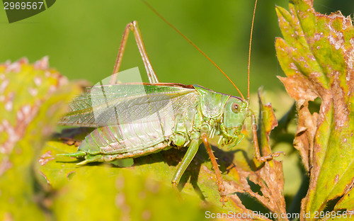 Image of Green grasshoper in a garden