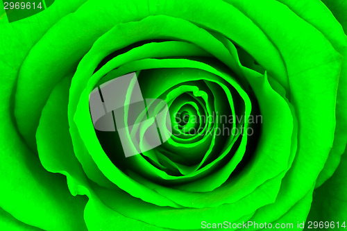 Image of Close-up of a bright green rose