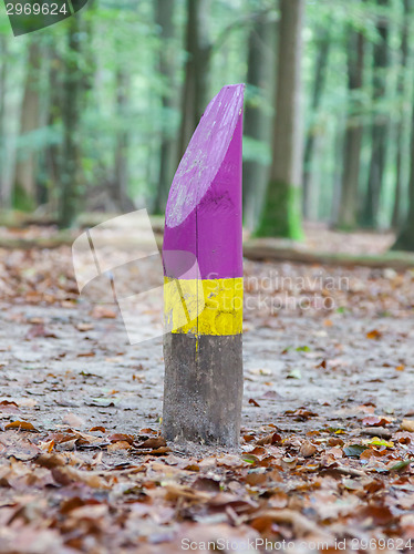 Image of Painted marking in a dutch forrest