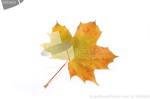 Image of Maple leave