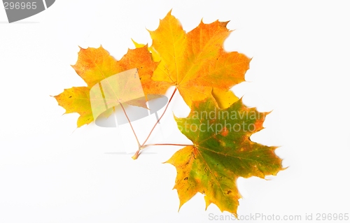 Image of Maple leave