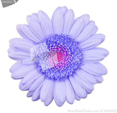 Image of Blue gerbera flower isolated