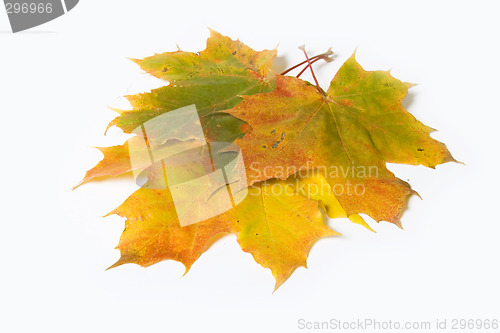 Image of Maple leave