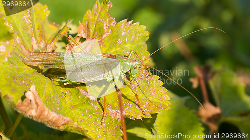 Image of Green grasshoper in a garden