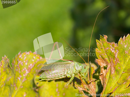 Image of Green grasshoper in a garden