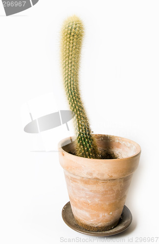 Image of Cactus