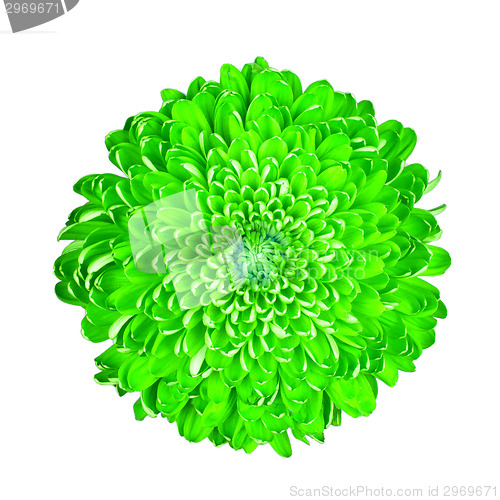 Image of Green chrysanthemum