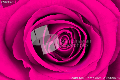 Image of Close-up of a bright pink rose