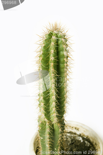 Image of Cactus