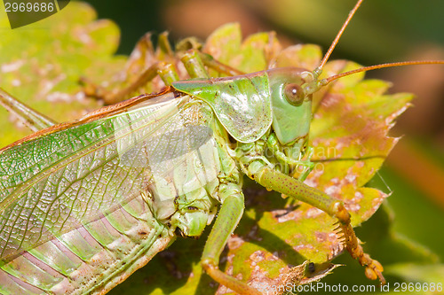 Image of Green grasshoper in a garden