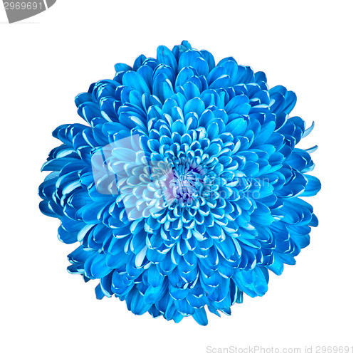 Image of Blue chrysanthemum