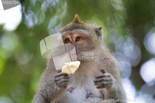 Image of Long-tailed Macaque Monkey