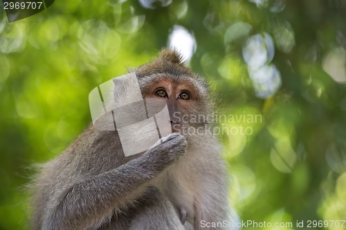 Image of Long-tailed Macaque Monkey