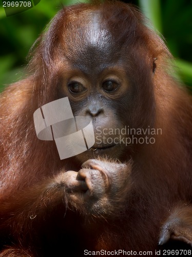 Image of Borneo Orangutan