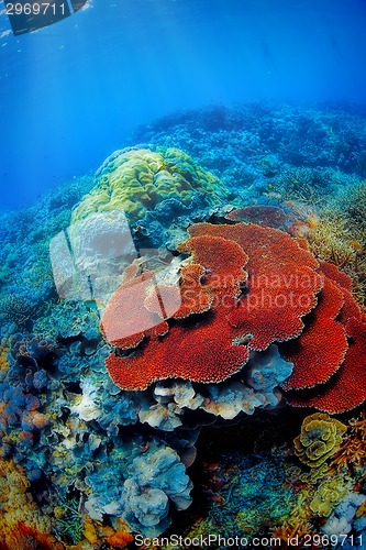 Image of Underwater landscape