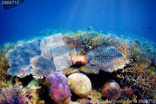 Image of Underwater coral reef