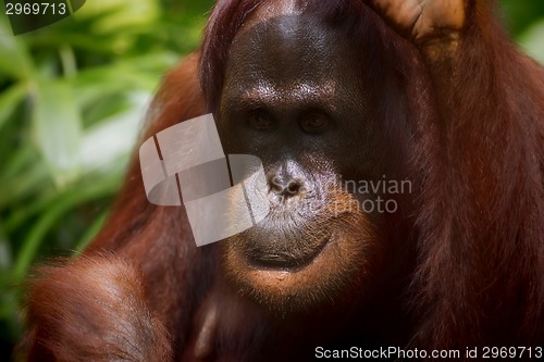 Image of Borneo Orangutan