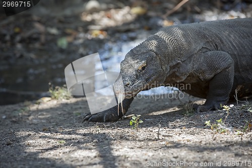 Image of Komodo Dragon