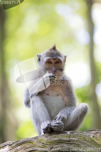 Image of Long-tailed Macaque Monkey