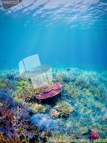 Image of Underwater coral reef