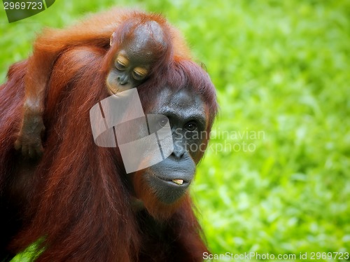 Image of Borneo Orangutan