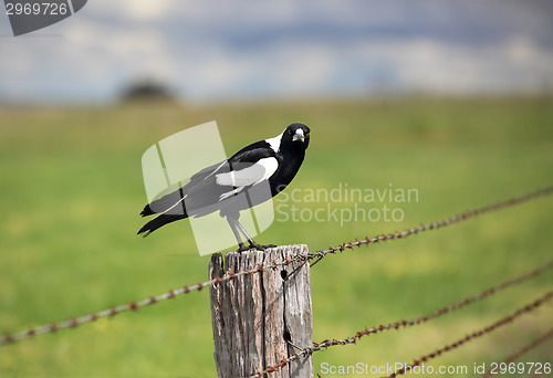 Image of Australian Magpie 