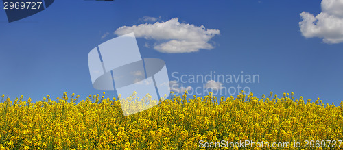 Image of Canola and Blue Sky