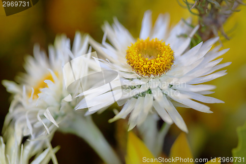 Image of Pretty white flowers with yelllow centre