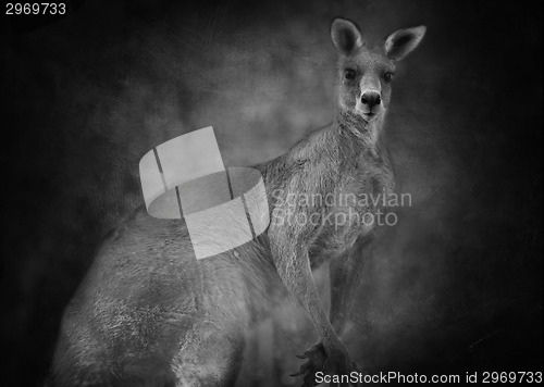 Image of Australian kangaroo (Macropus giganteus)  in black and white