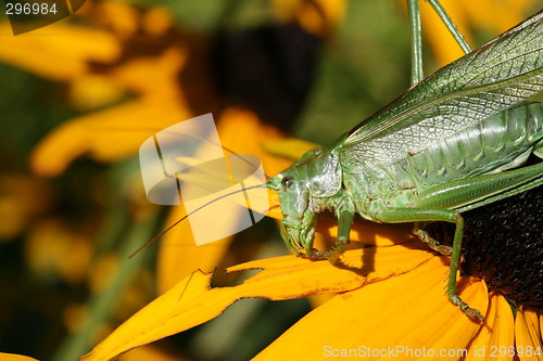 Image of Green Grasshopper MACRO