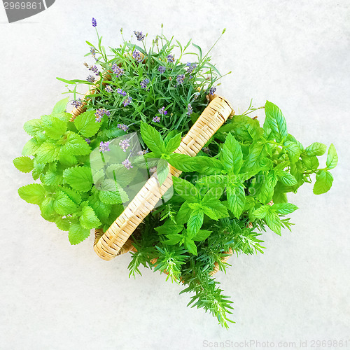 Image of Fresh mint and lavender in a basket