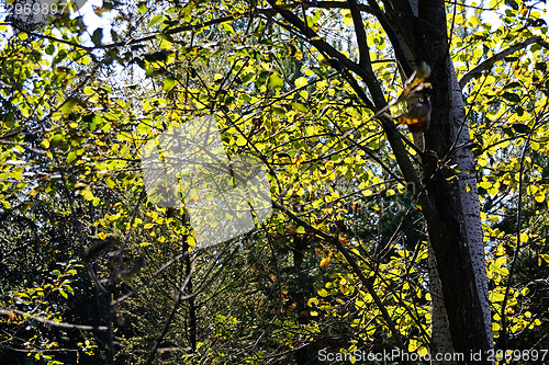 Image of Forest in Autumn