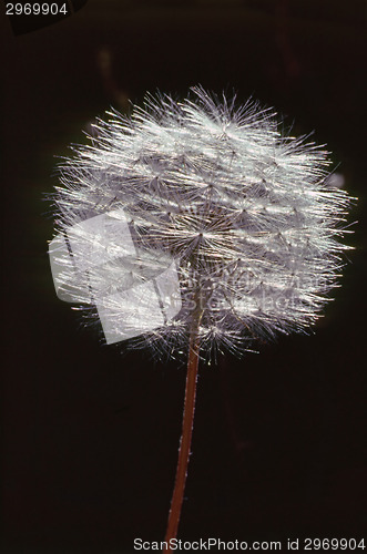 Image of Dandelion 