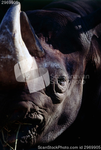 Image of Rhinoceros