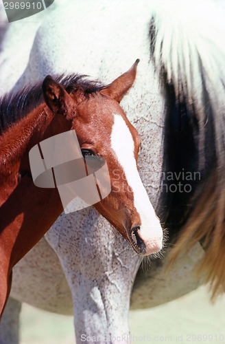 Image of Mare with foal