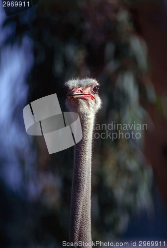 Image of Ostrich