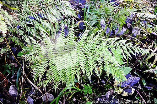 Image of Fern