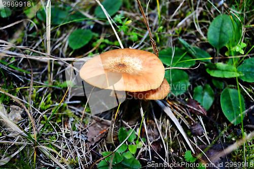 Image of Mushroom