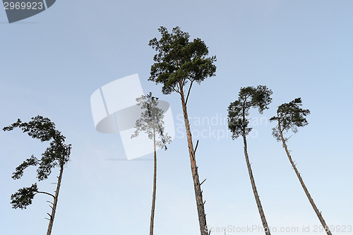 Image of Tall Trees