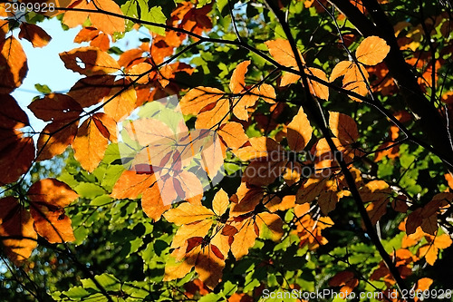 Image of Forest in Autumn