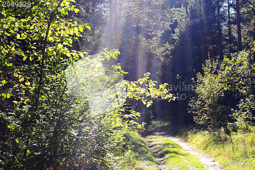 Image of Forest Road