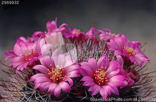 Image of Cactus Flower