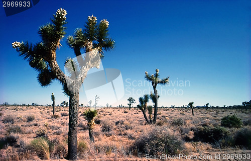 Image of Joshua Tree National Park