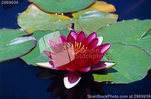 Image of Water Lily