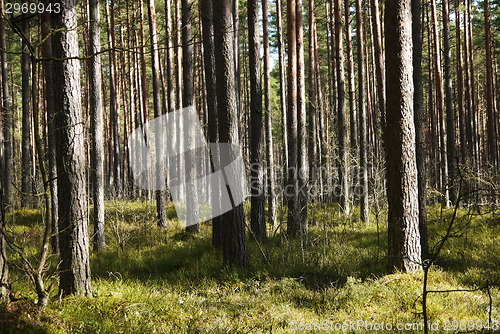 Image of pine tree forest