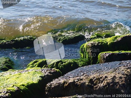 Image of Seaweed on rocks at beach