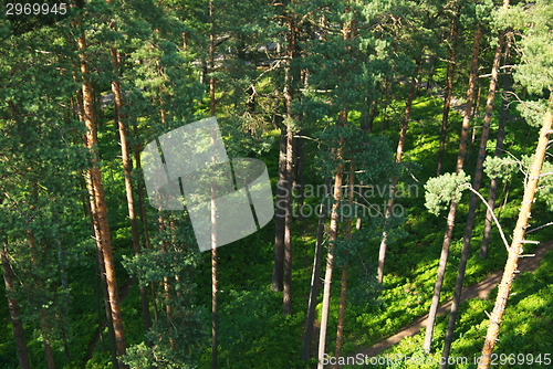 Image of fir tree forest in morning time