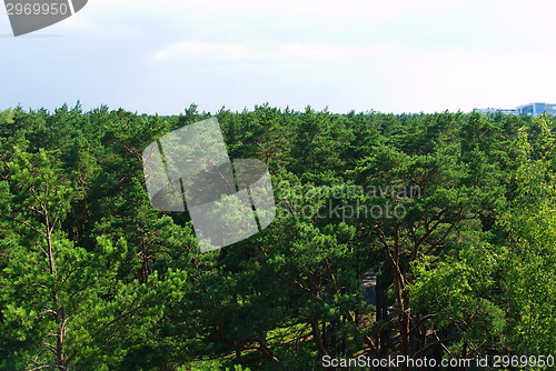 Image of fir tree forest in morning time