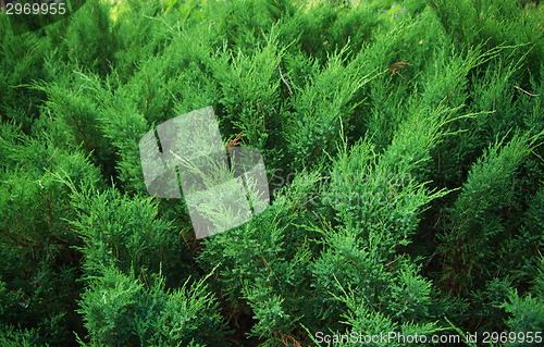 Image of fir tree forest in morning time